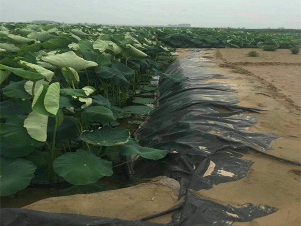 藕池防渗膜图片第1张-盈旭土工材料